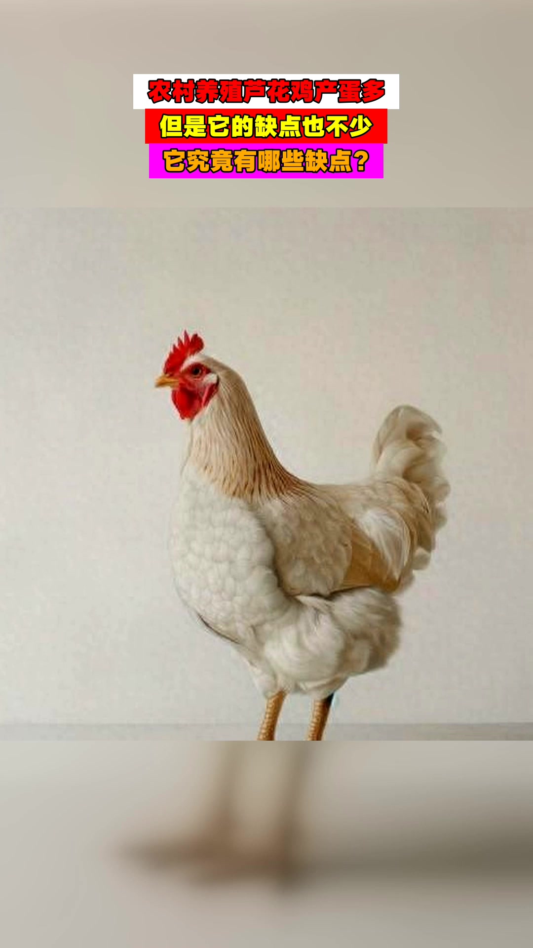 农村养殖芦花鸡产蛋多，但是它的缺点也不少，它究竟有哪些缺点？