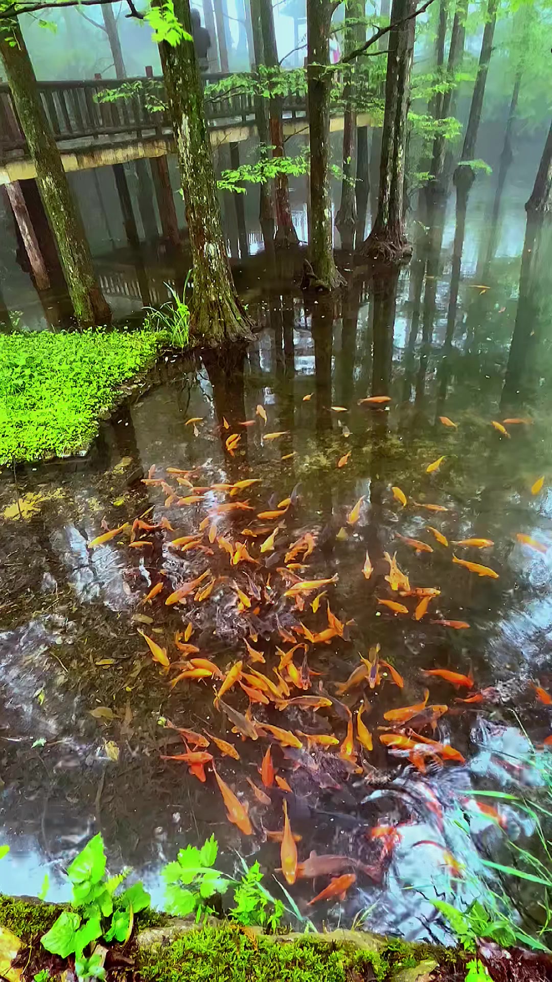 假期旅游，祝大家年年有鱼