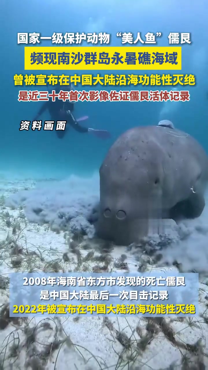 国家一级保护动物“美人鱼”儒艮，频现南沙群岛永暑礁海域，是近三十年首次影像佐证儒艮活体记录