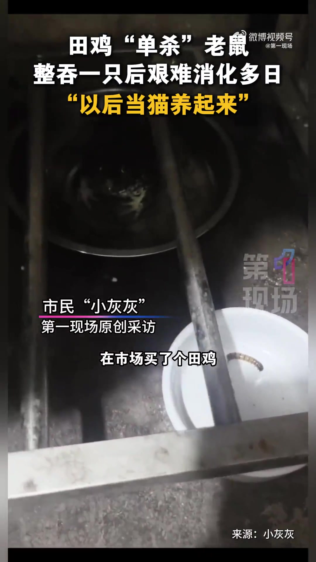 「田鸡跨界捕鼠!男子市场买的田鸡在家单杀老鼠」起猛了看到田鸡跨界抓老鼠了 8月23日,广东