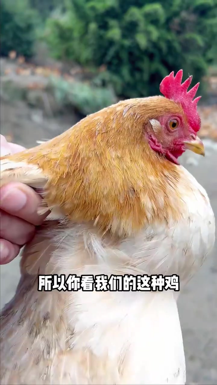 山野鸡和农养鸡的区别，你知道吗？