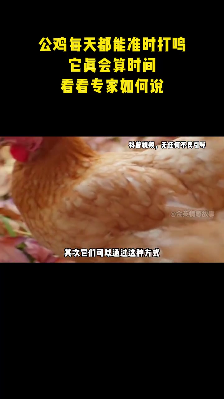 为啥公鸡每天都能准时打鸣？它真会算时间？看看专家如何说