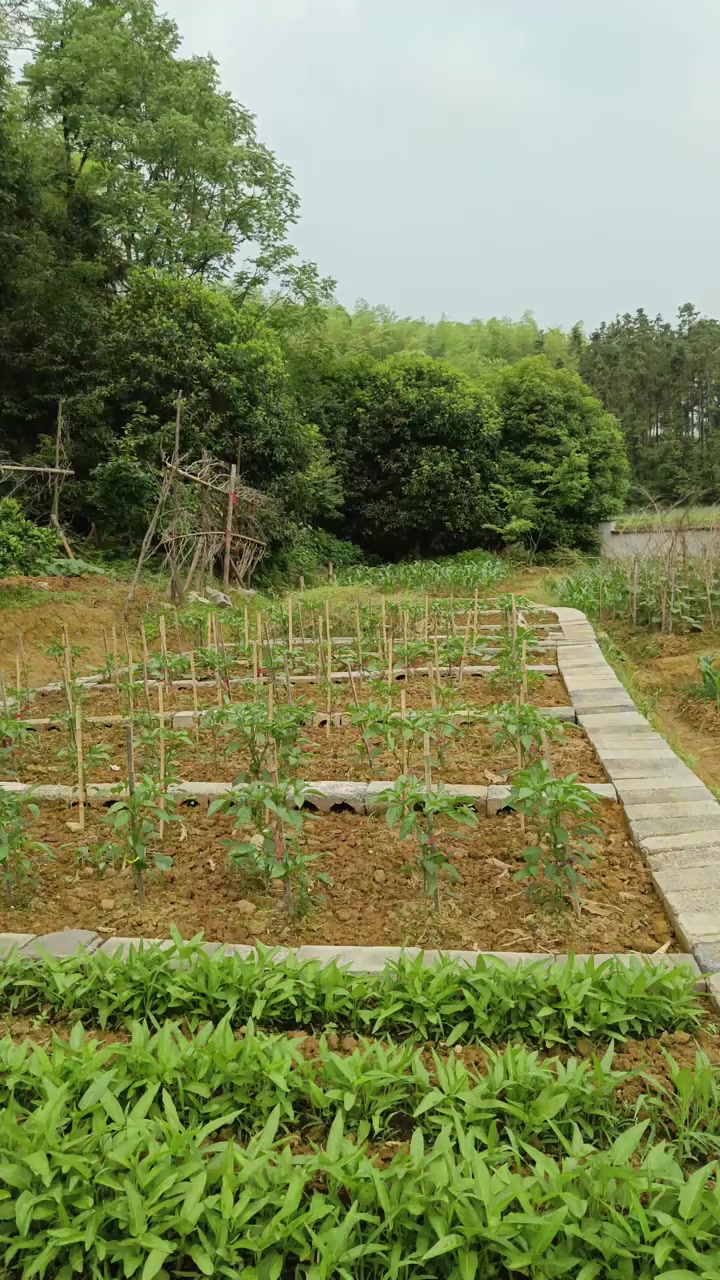 辣椒树必须打油条