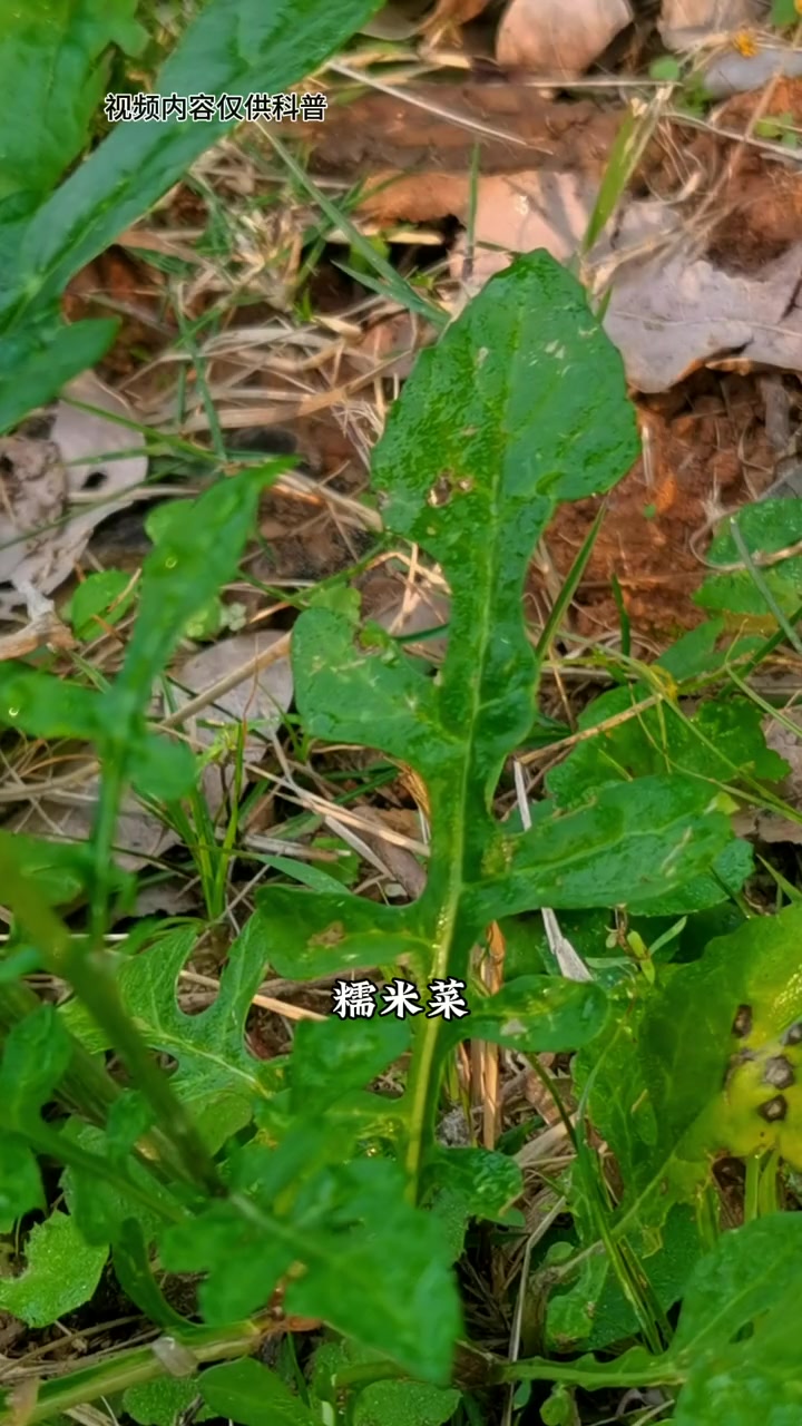 泥胡菜，你们家乡有看见这种植物吗？