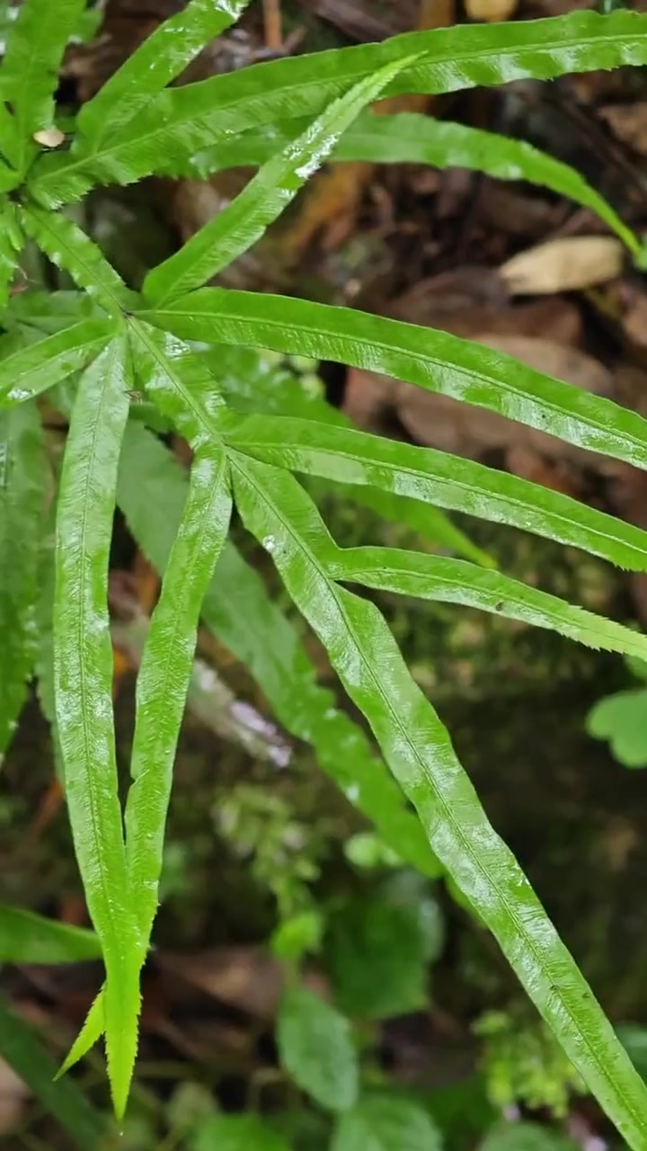 山中珍宝凤尾草，凤尾草都有哪些妙用呢？