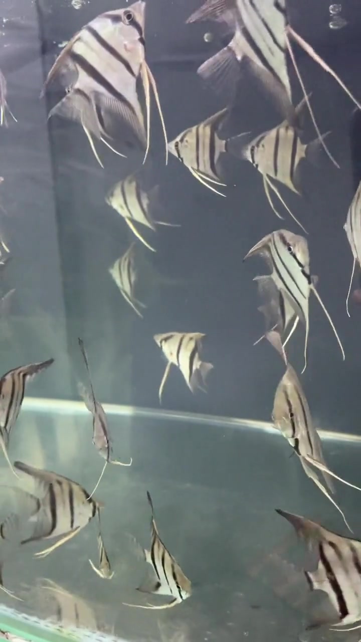 小鱼让大熊猫伺候得挺好，下一步又有题新安排