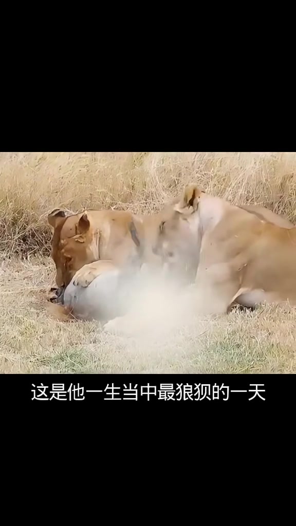 令人惊叹的精彩动物世界！