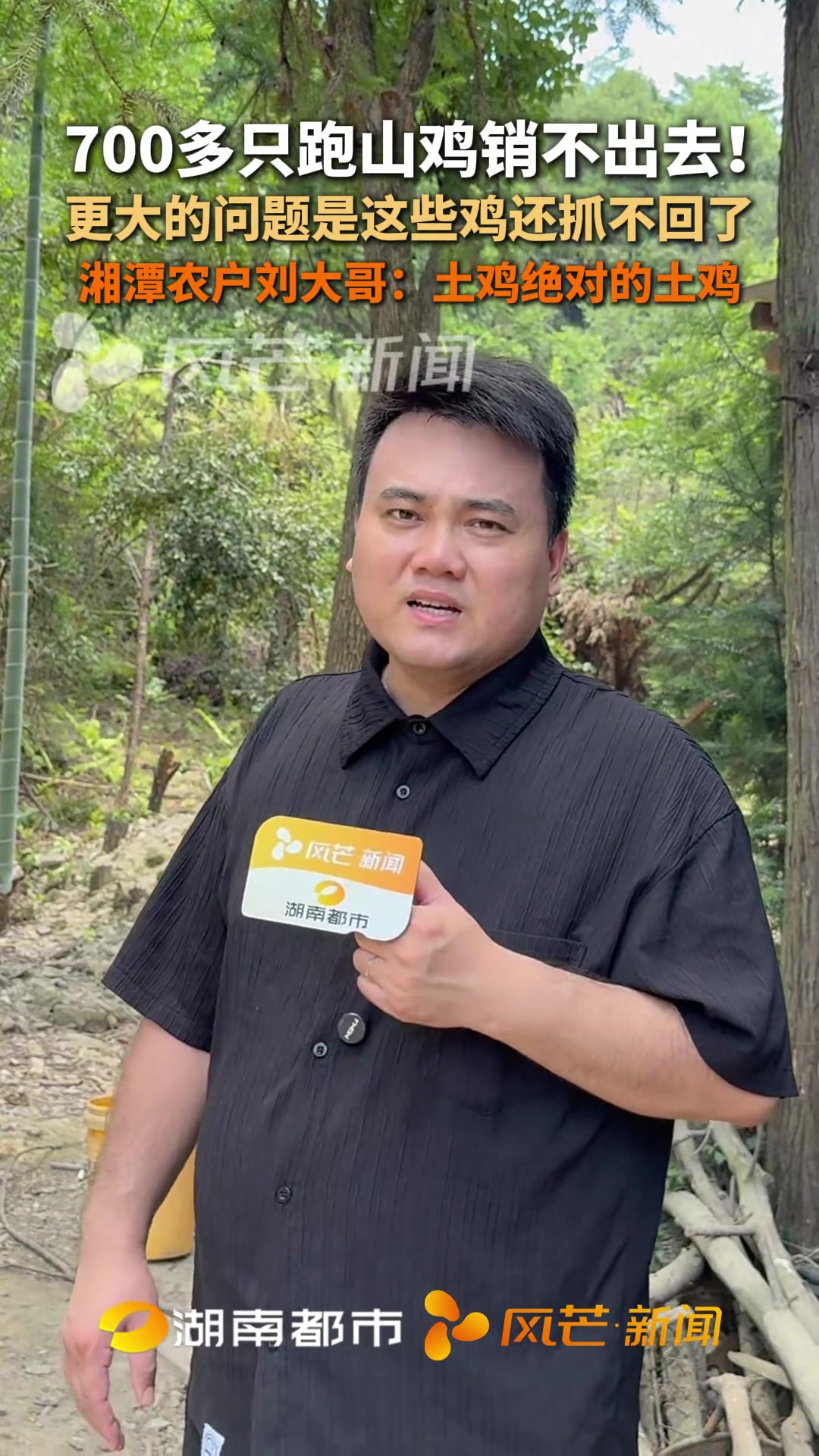 7月16日｜湘潭 700多只跑山鸡销不出去！更大的问题是这些鸡还抓不回了 湘潭农户刘大哥：
