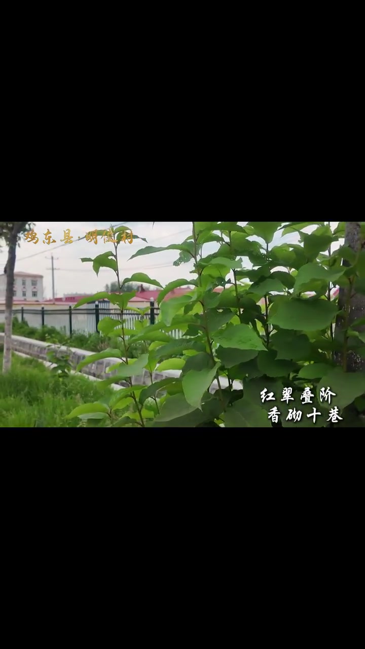 龙江有美村——鸡东县明俊村