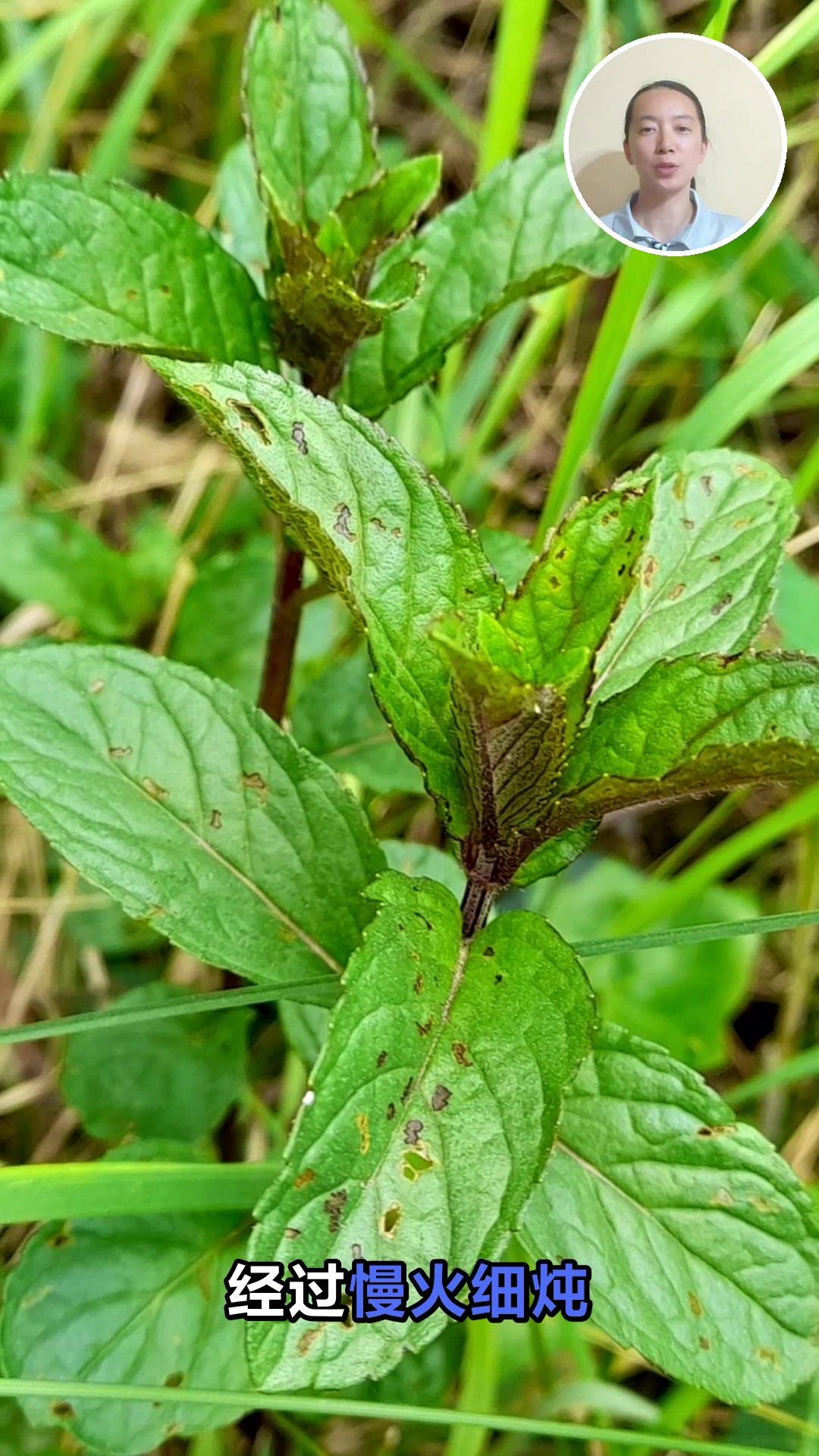 白背根煲汤的六大养生功效