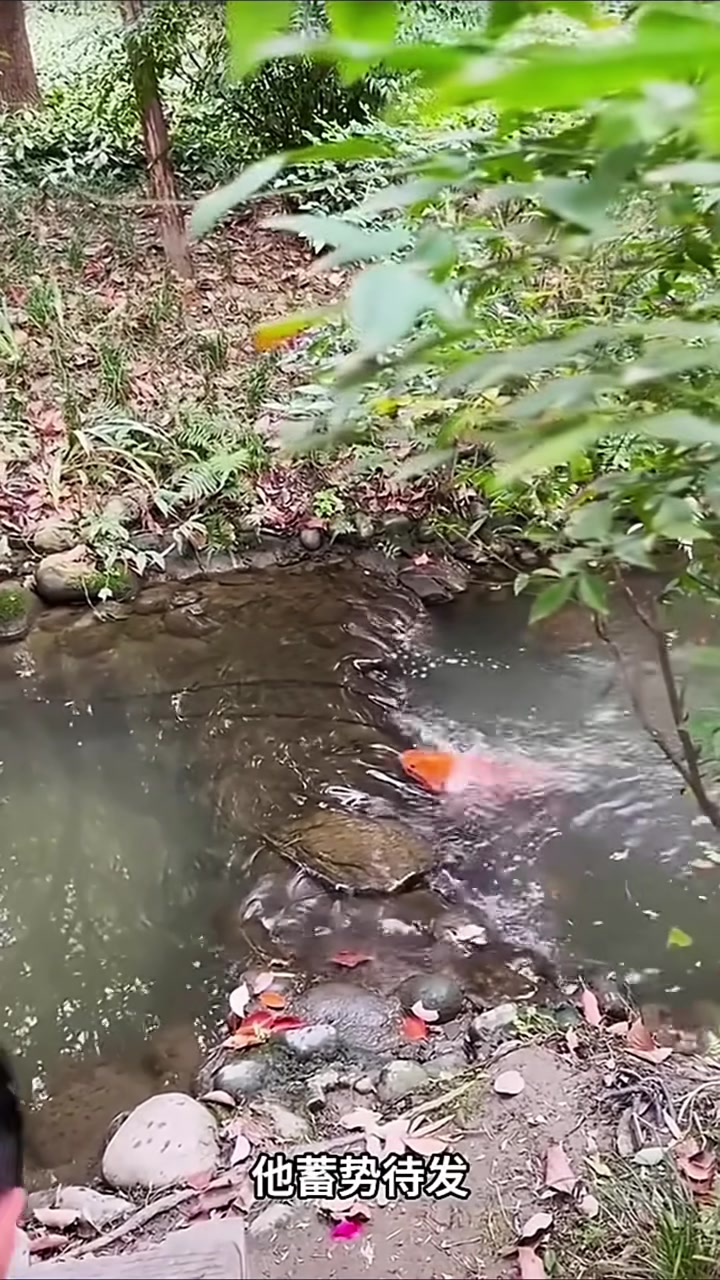 见到鱼跃龙门一切顺利干啥啥成