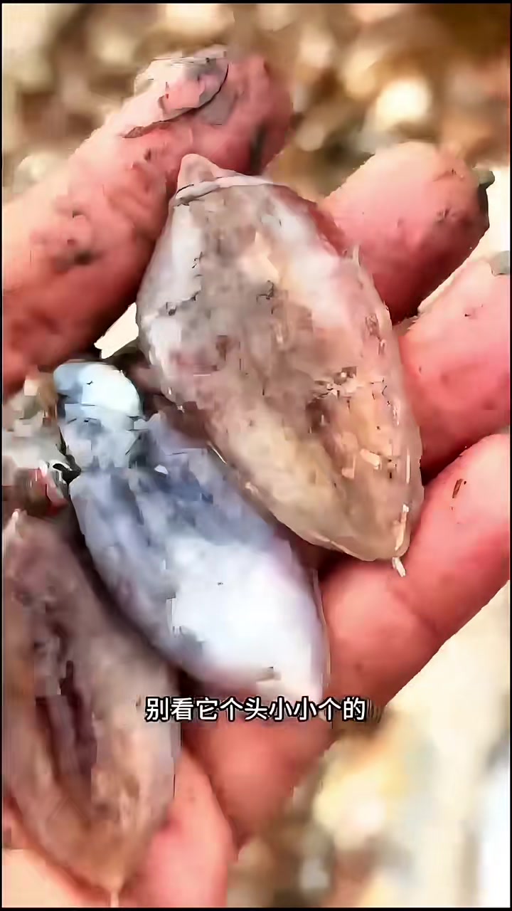 欢迎收看捕鱼人捕鱼的一天，休渔期临近抓紧捕鱼，又是螃蟹多多赚钱的一网！