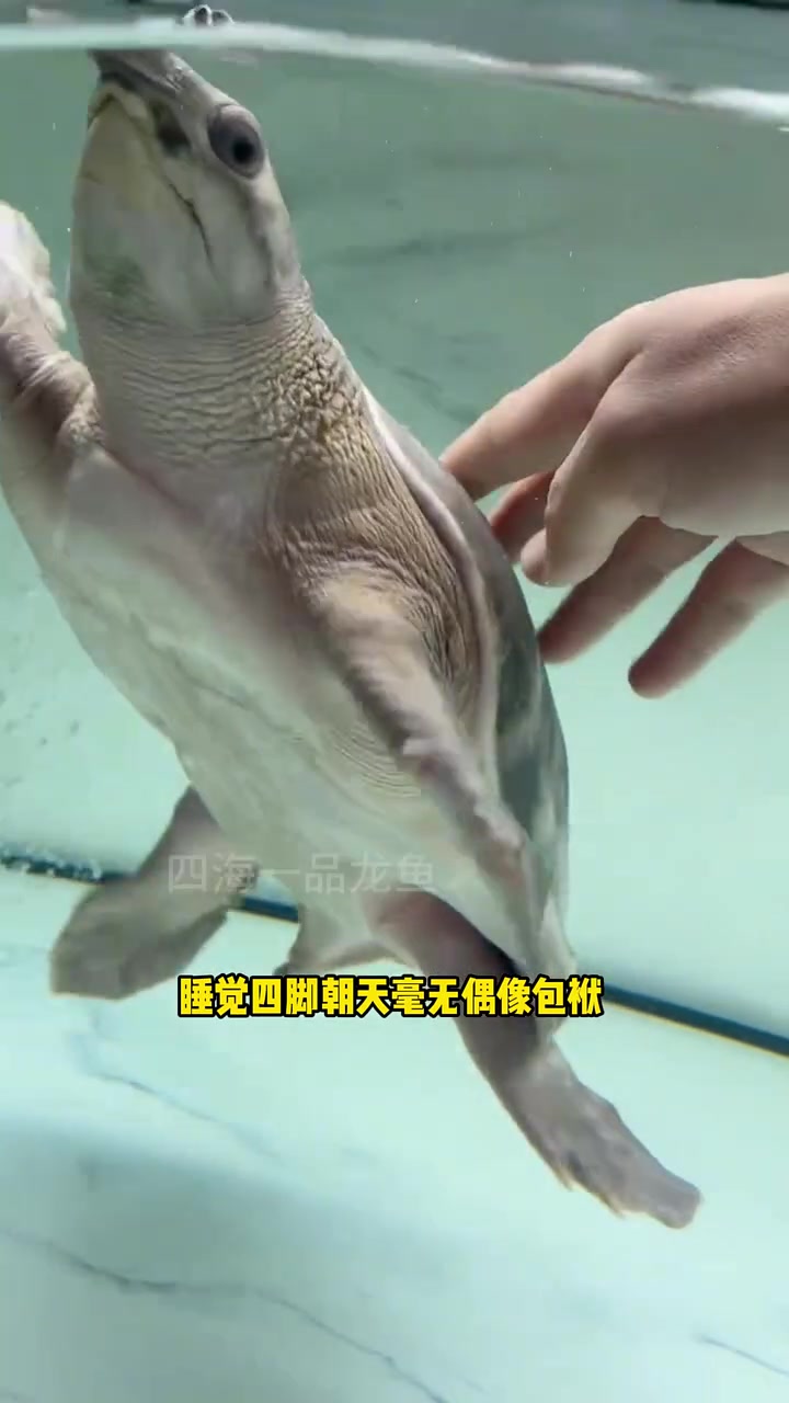 养它天天笑到打鸣 水族 观赏鱼