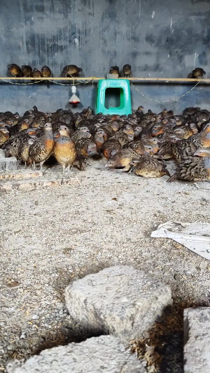 清脆悦耳的竹鸡叫声！