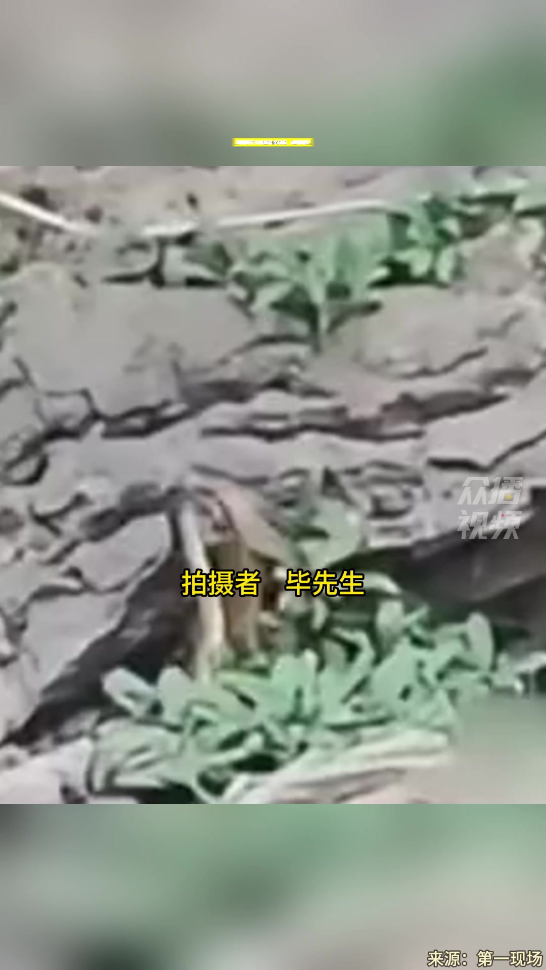 游客拍下大蛇捕鱼全过程,动作娴熟,专家:很多蛇都捕鱼吃 但能拍到很罕见