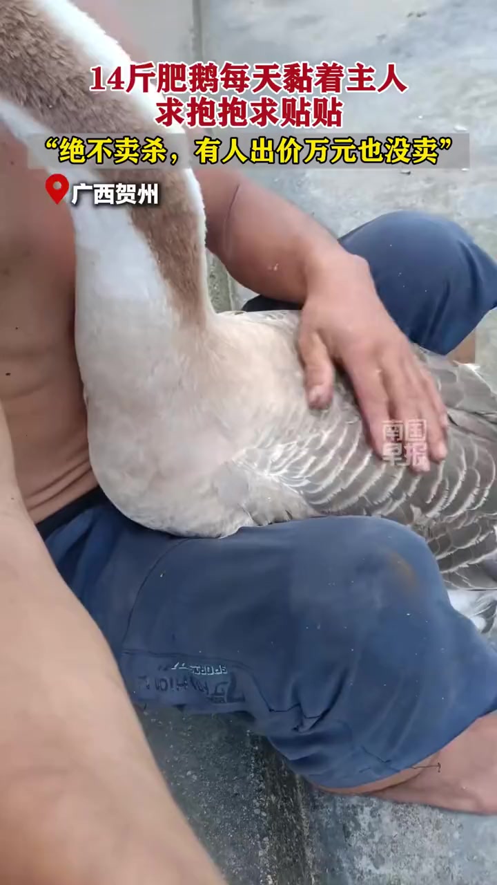 14斤肥鹅每天黏着主人，求抱抱求贴贴，“绝不卖杀，有人出价万元也没卖” 广西 大鹅 动物 