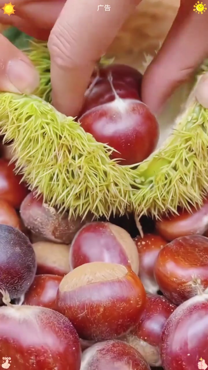 香香甜甜的板栗上市咯！源自大别山腹地安徽金寨县，新店开业19.9元三斤新鲜板栗给您包邮到家