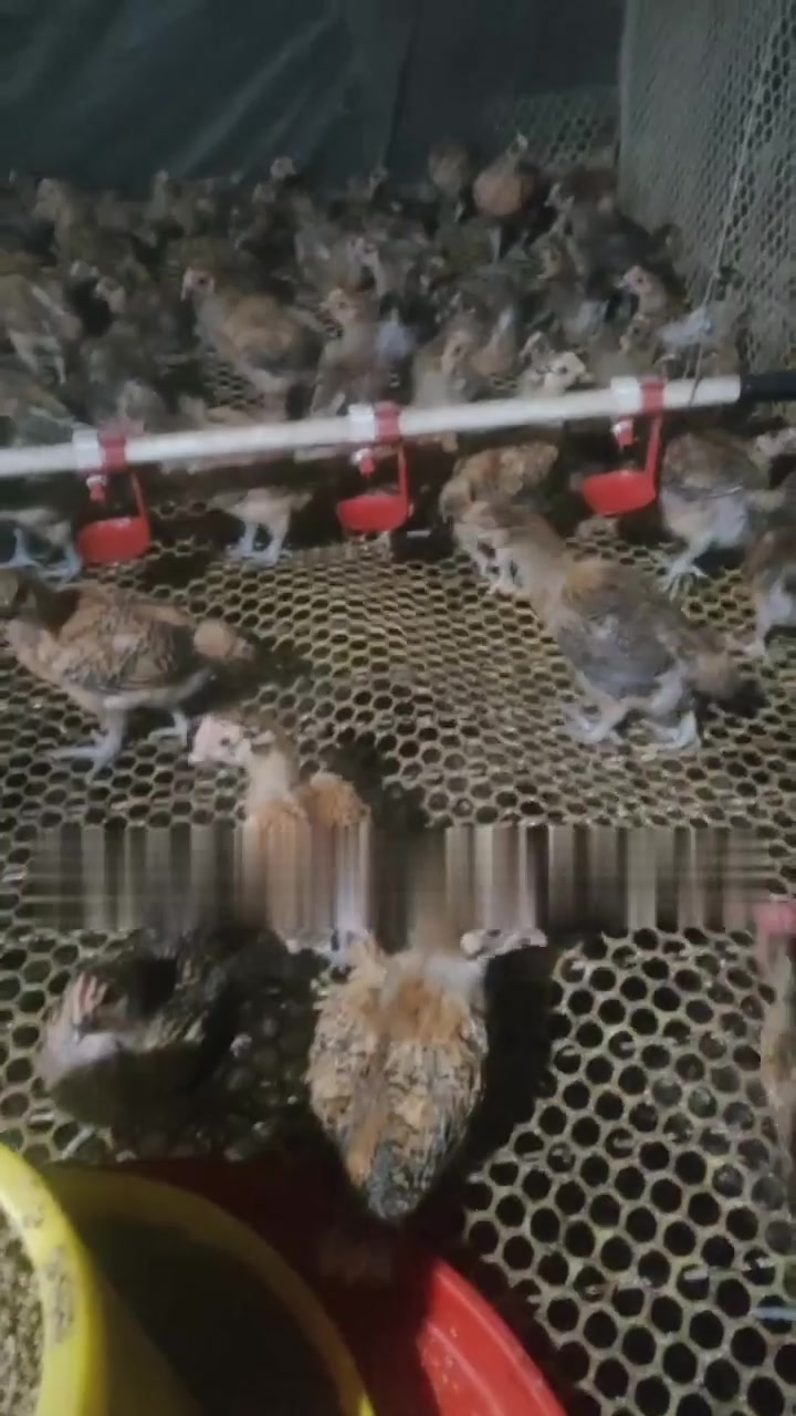 新北麻公鸡仔，良凤花公鸡仔，青脚麻公鸡仔，长大后都是10斤左右，所有育苗齐全，质量保证，放