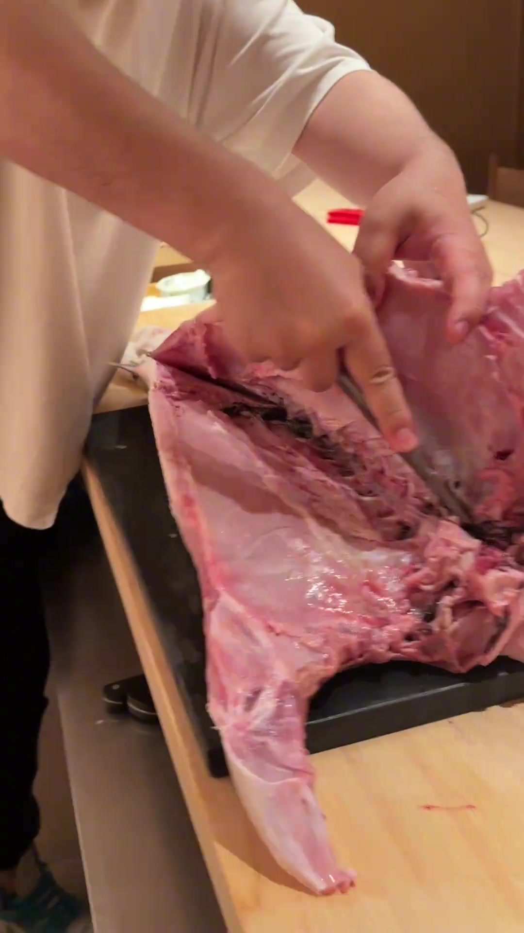 鲈形目鲹科鰤属平政:高级珍贵食用鱼