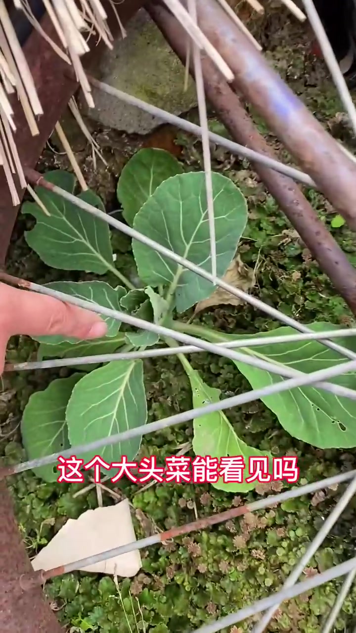 东北最后的绿色,你们见过这些野菜吗?