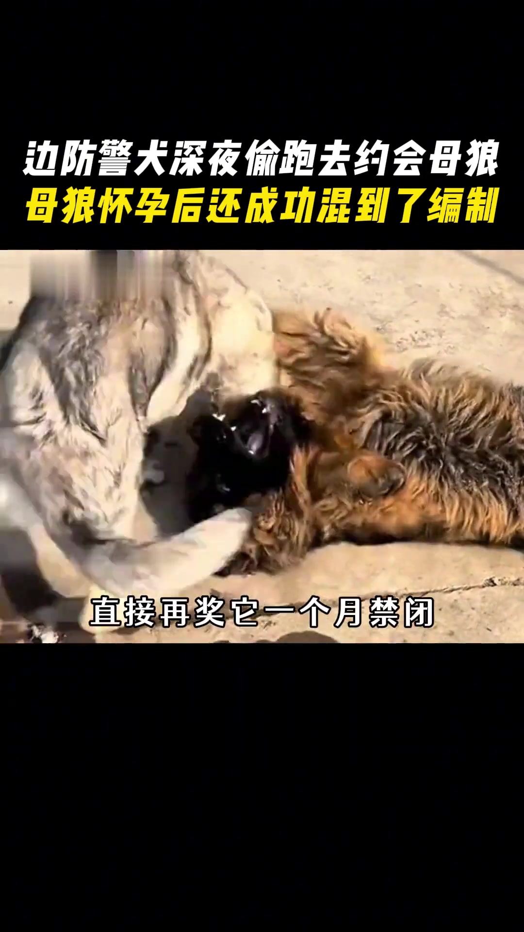 内蒙古一边防哨所警犬半夜偷溜出去“谈恋爱”