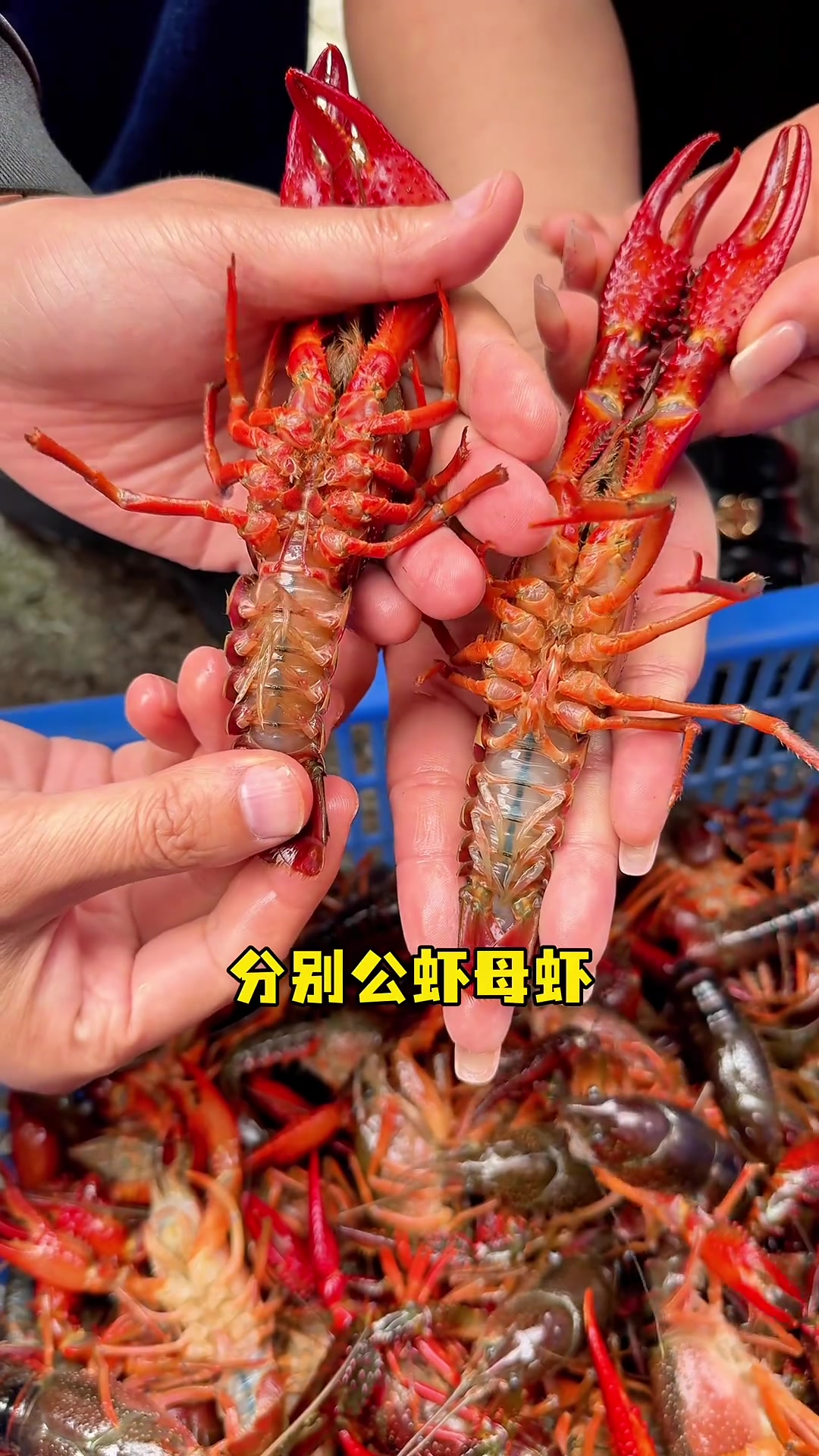 以后会不会大家抢着吃母虾，公虾没人吃？