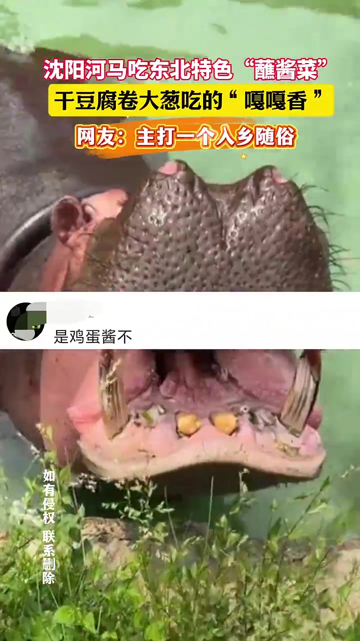 沈阳河马吃东北特色“蘸酱菜”。干豆腐卷大葱吃的“嘎嘎香”。网友:主打一个入乡随俗(沈阳新闻