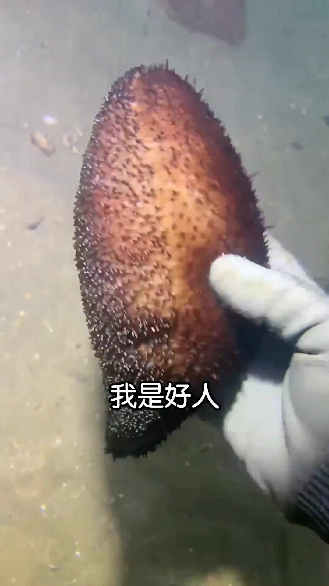 海底赶海，主包自擒大狗鲨，可怜的扒皮鱼被做局