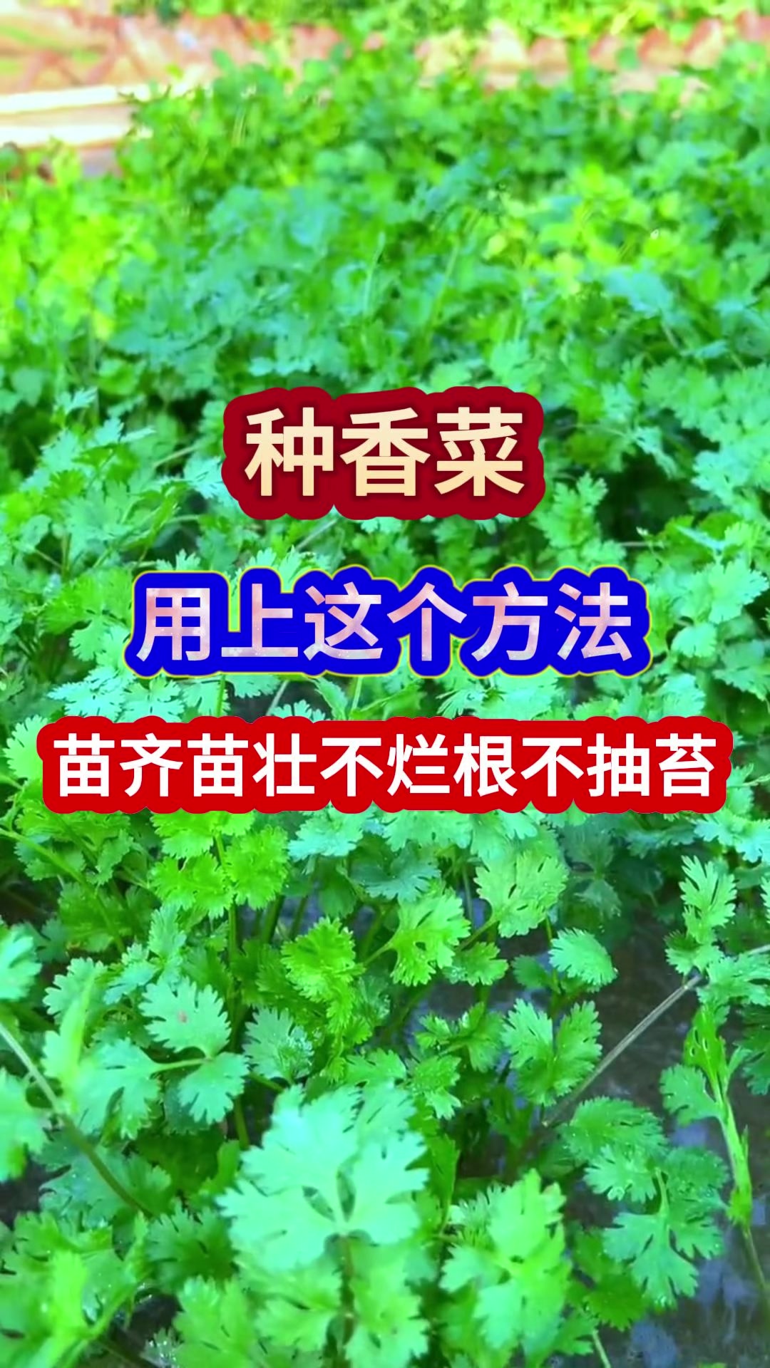 种香菜用上这个方法苗齐苗壮还不烂根不抽苔