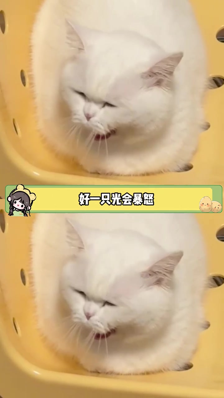 我只看到了一个尖叫的白面馒头