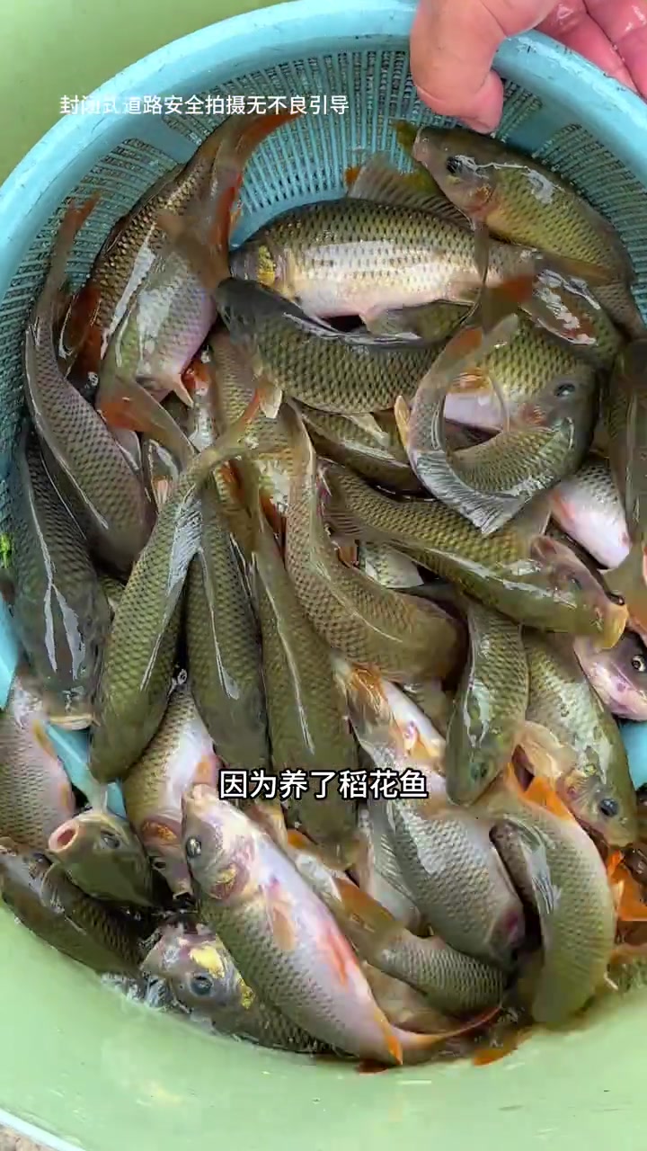 3个月前买了30斤鱼苗放田里养，今天放水捉鱼看能收获多少