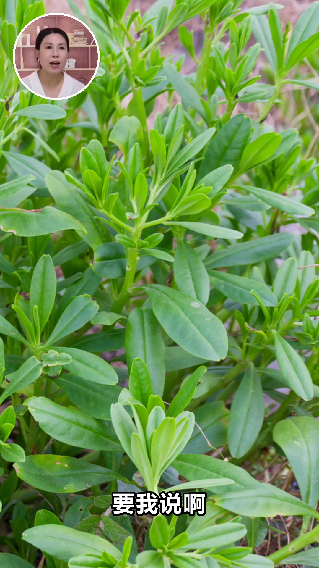 马莲菜的神奇功效与作用你知道吗
