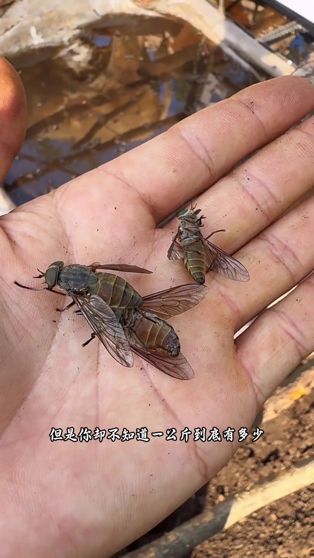 一袋多少?一斤几个?一算便知
