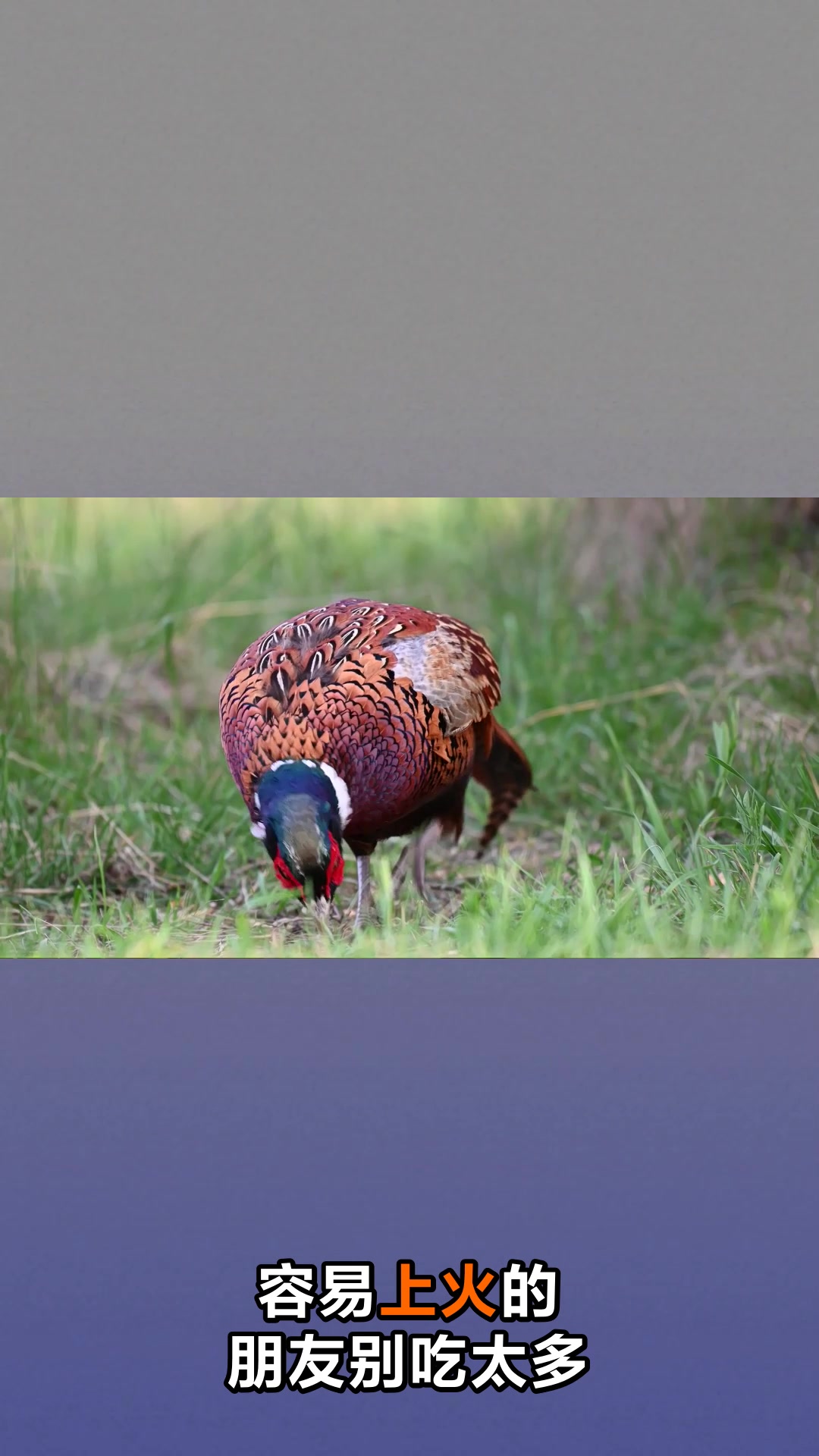 野鸡肉的功效与食用价值你知道吗