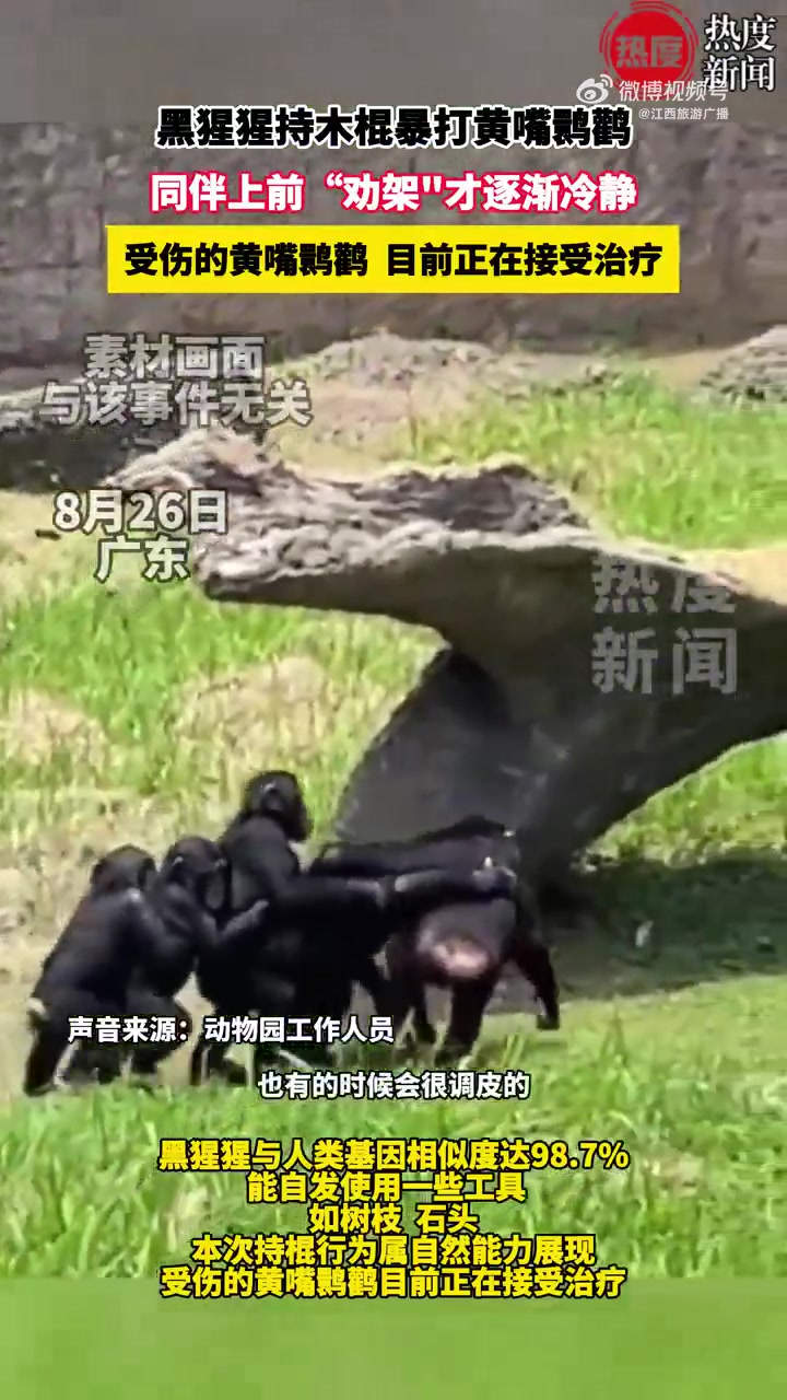 2025年8月26日,在广东长隆野生动物世界里,一只黑猩猩持木棍持续击打水面上的鸭子,身旁