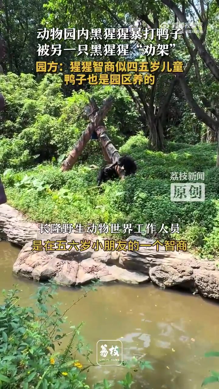 黑猩猩持木棍暴打鸭子 另一只黑猩猩“劝架”