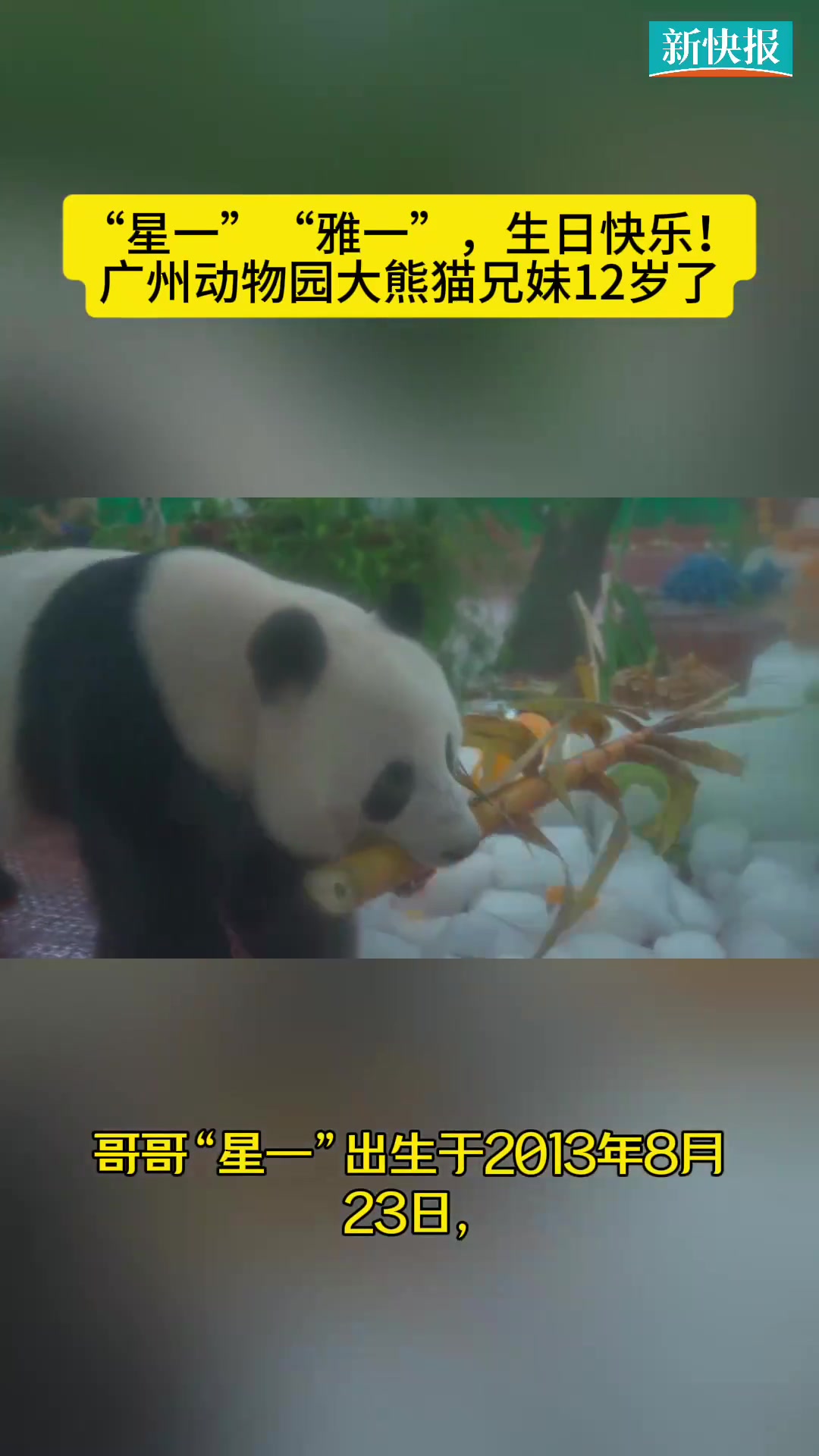 「萌翻全场！广州动物园两大顶流过生日」8月27日上午，广州动物园以全运会为主题，为大熊猫“