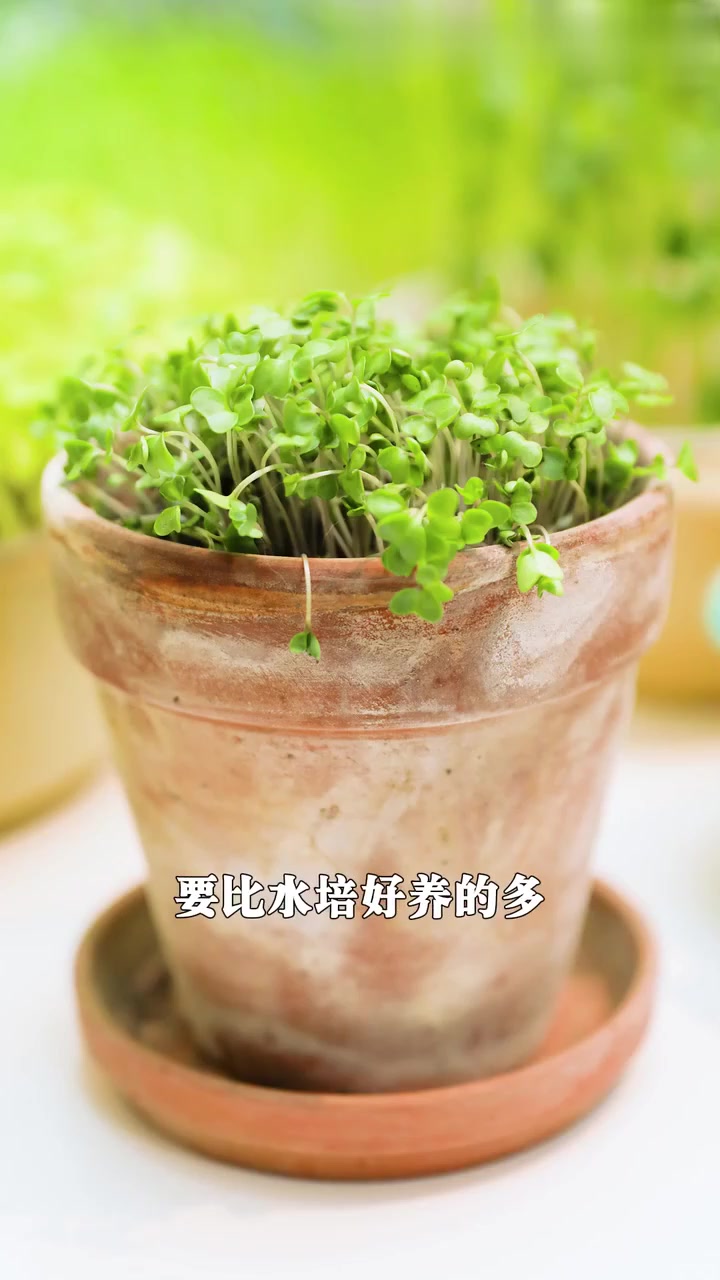 新手5天就能种出来的芽菜菜教程来咯