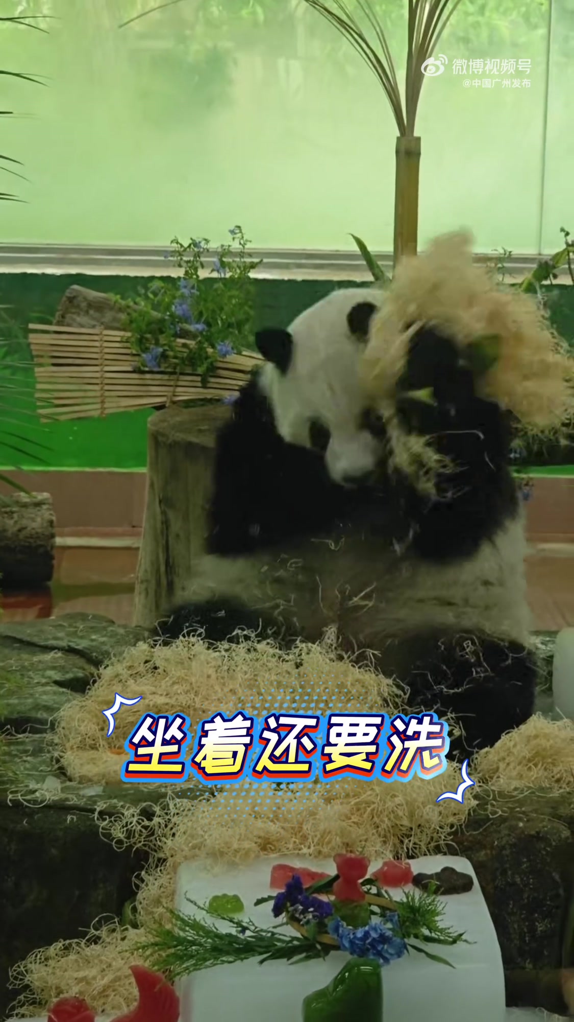 广州大熊猫星一、雅一12岁生日快乐！在生日会上，大小姐“雅一”在线表演扑倒蛋糕和刨花丝疯狂
