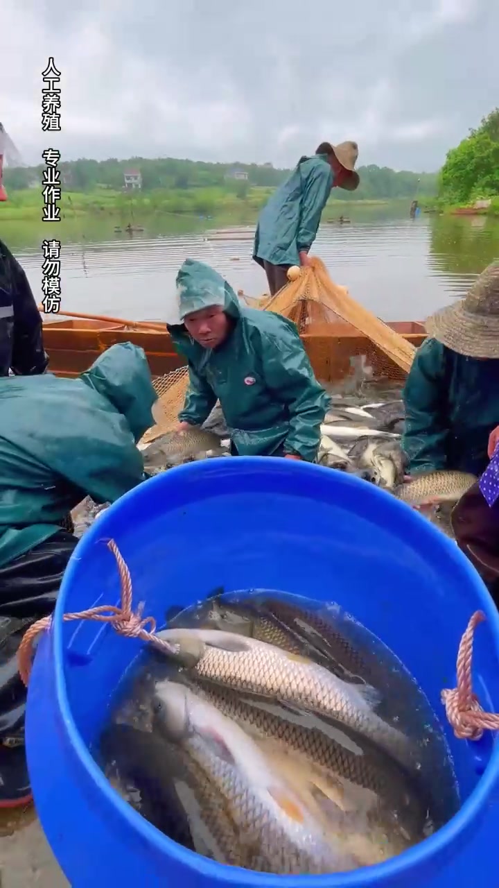 《大猩猩史诗级烧油》茶陵水库赶网鱼，车小鱼多装不完