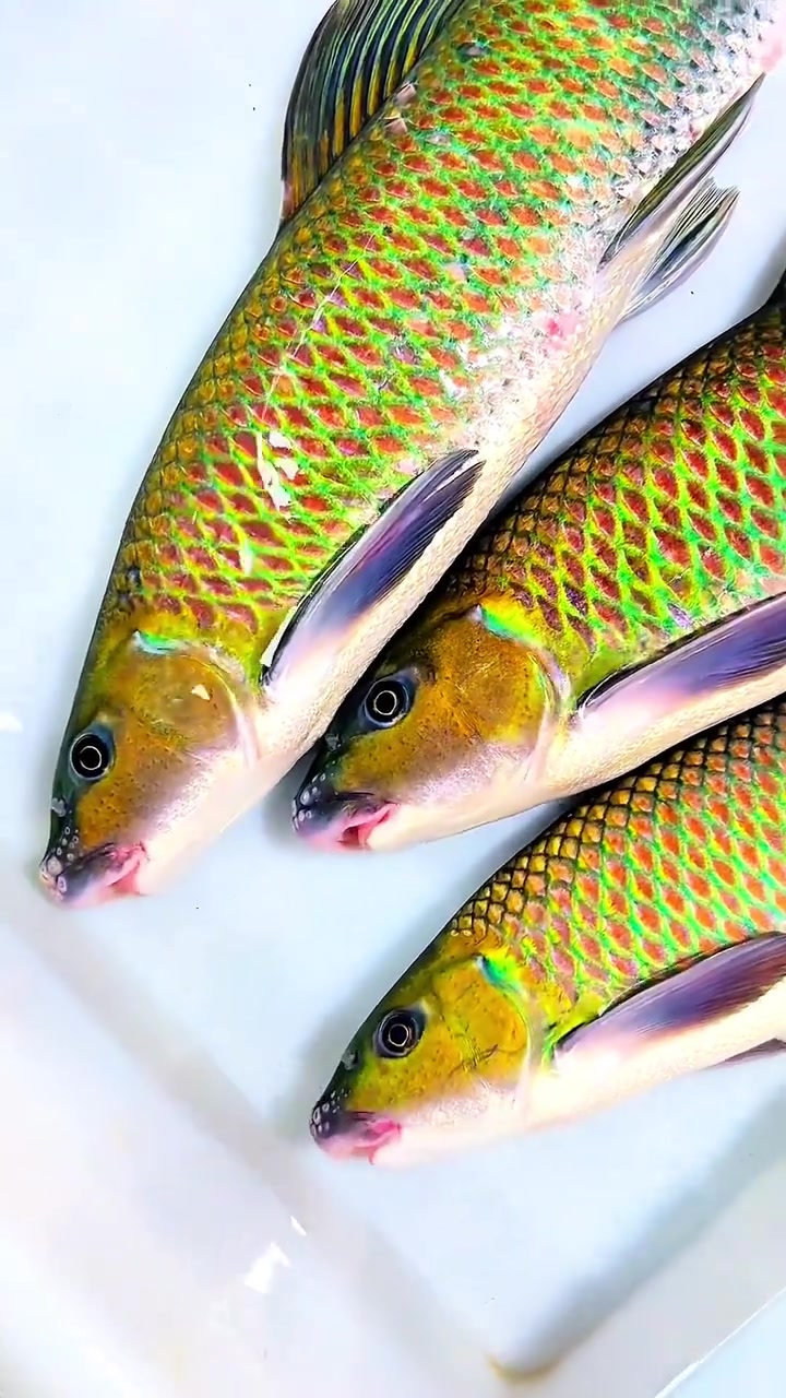 好山好水才能出好鱼，带你认识15种冷水鱼