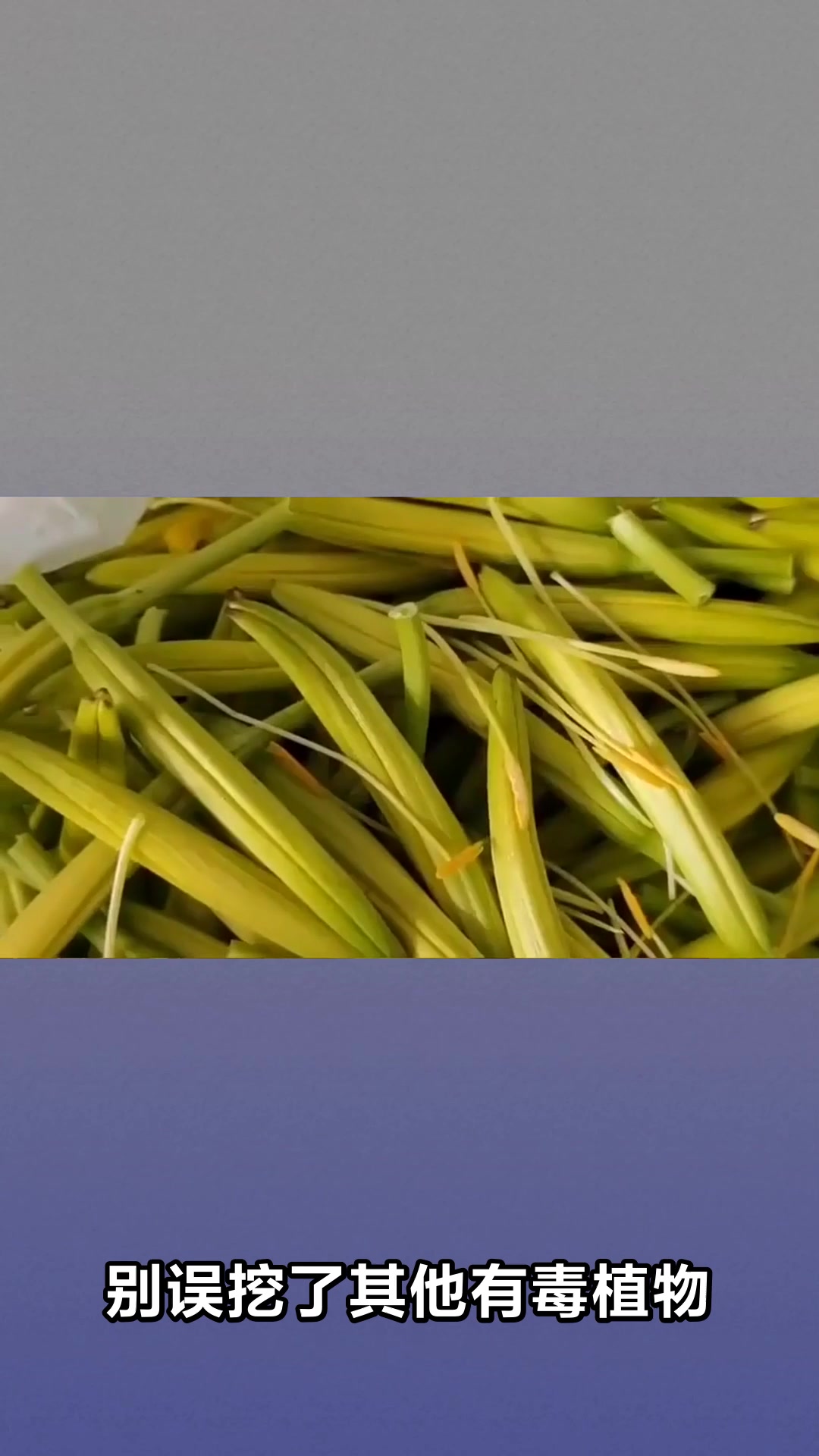 黄花菜根的神奇功效你知道吗