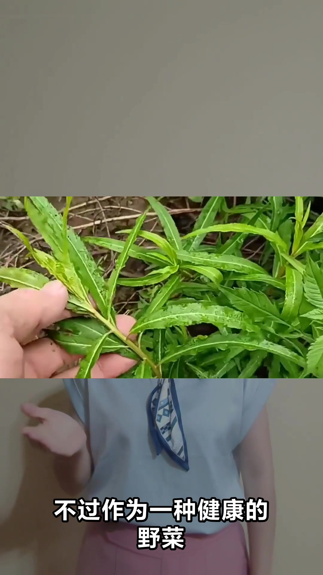 香柳叶菜的神奇功效与作用你知道吗