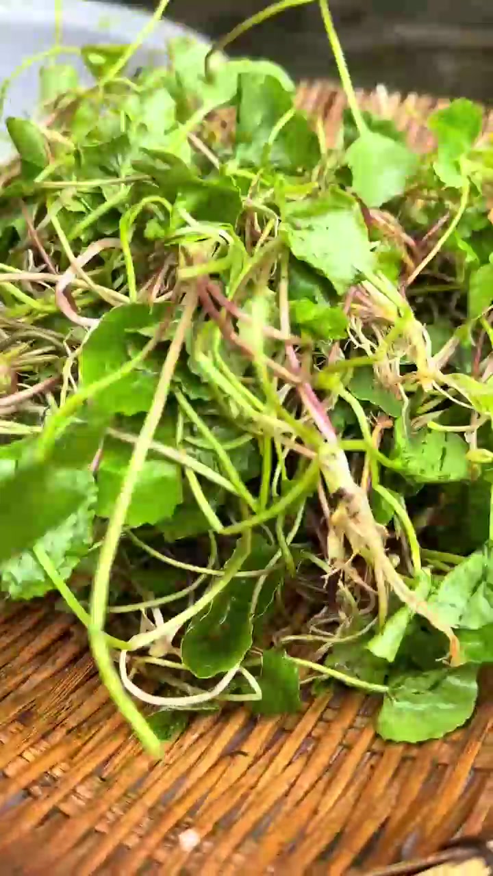 马蹄根炖鸡蛋，马蹄根圆子汤