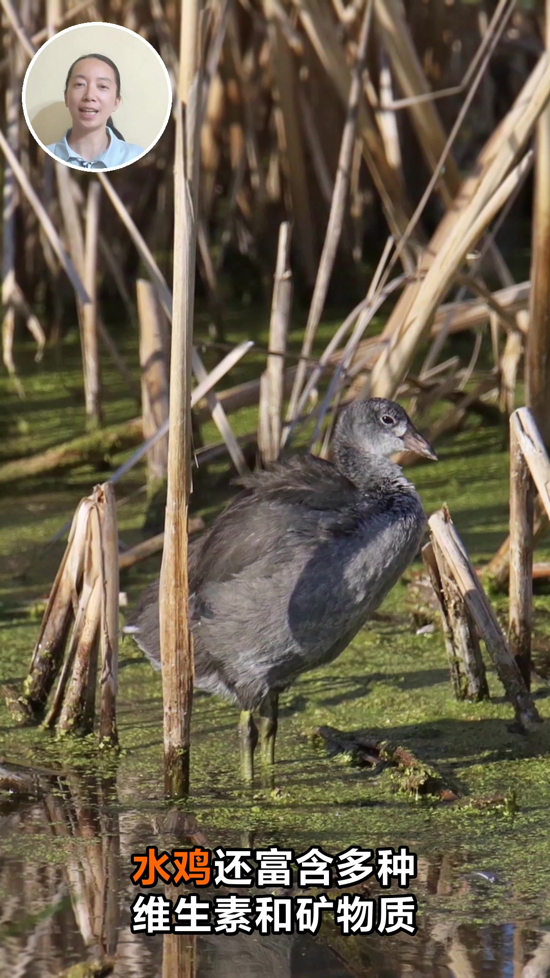 水鸡的营养价值及功效你知道吗