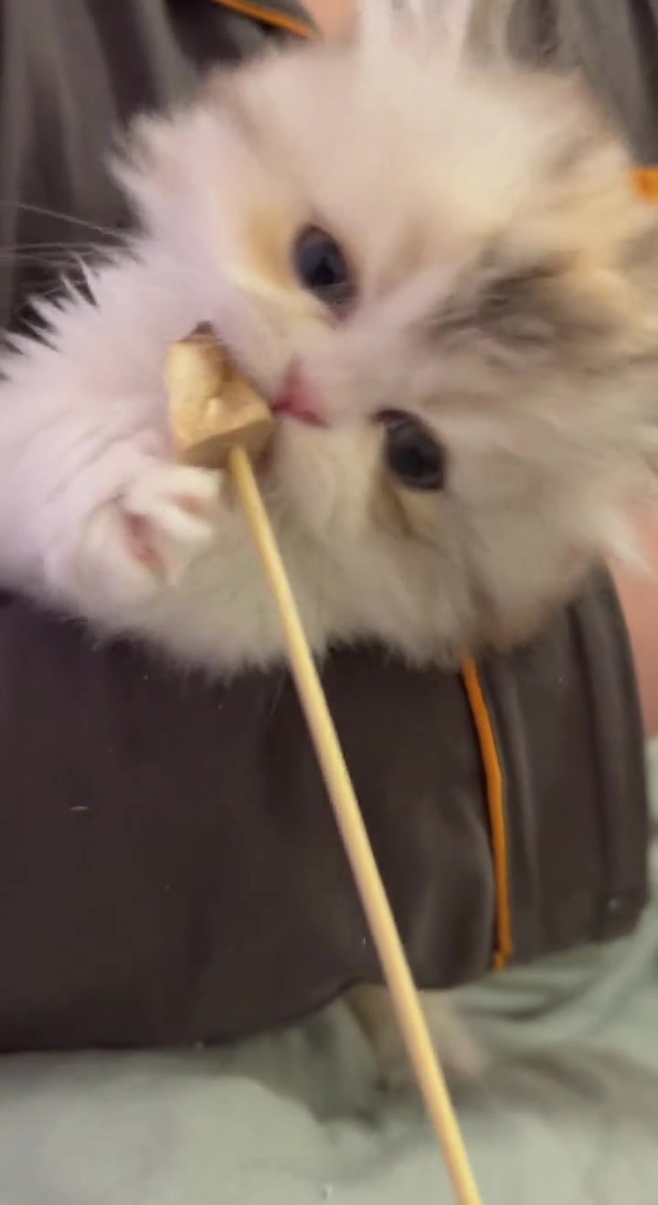 给小米糕来个串串香，努力给冻干做了个全身SPA