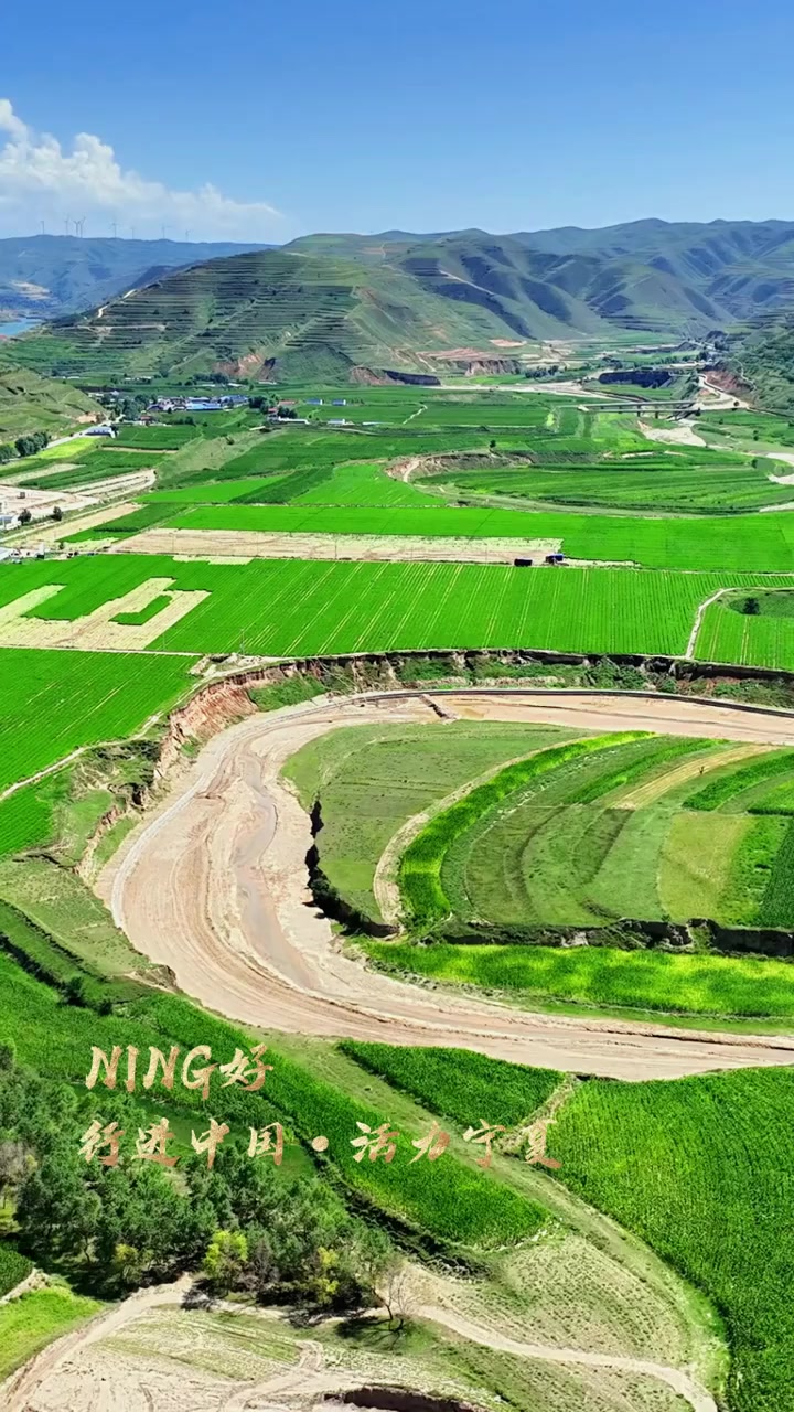 宁夏西吉县沙沟乡大寨村和陶堡村千亩芹菜种植基地迎来丰收,田间地头一派繁忙景象