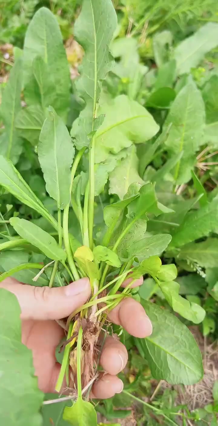 野菠菜，还叫土大黄金不换，你知道有什么用途吗