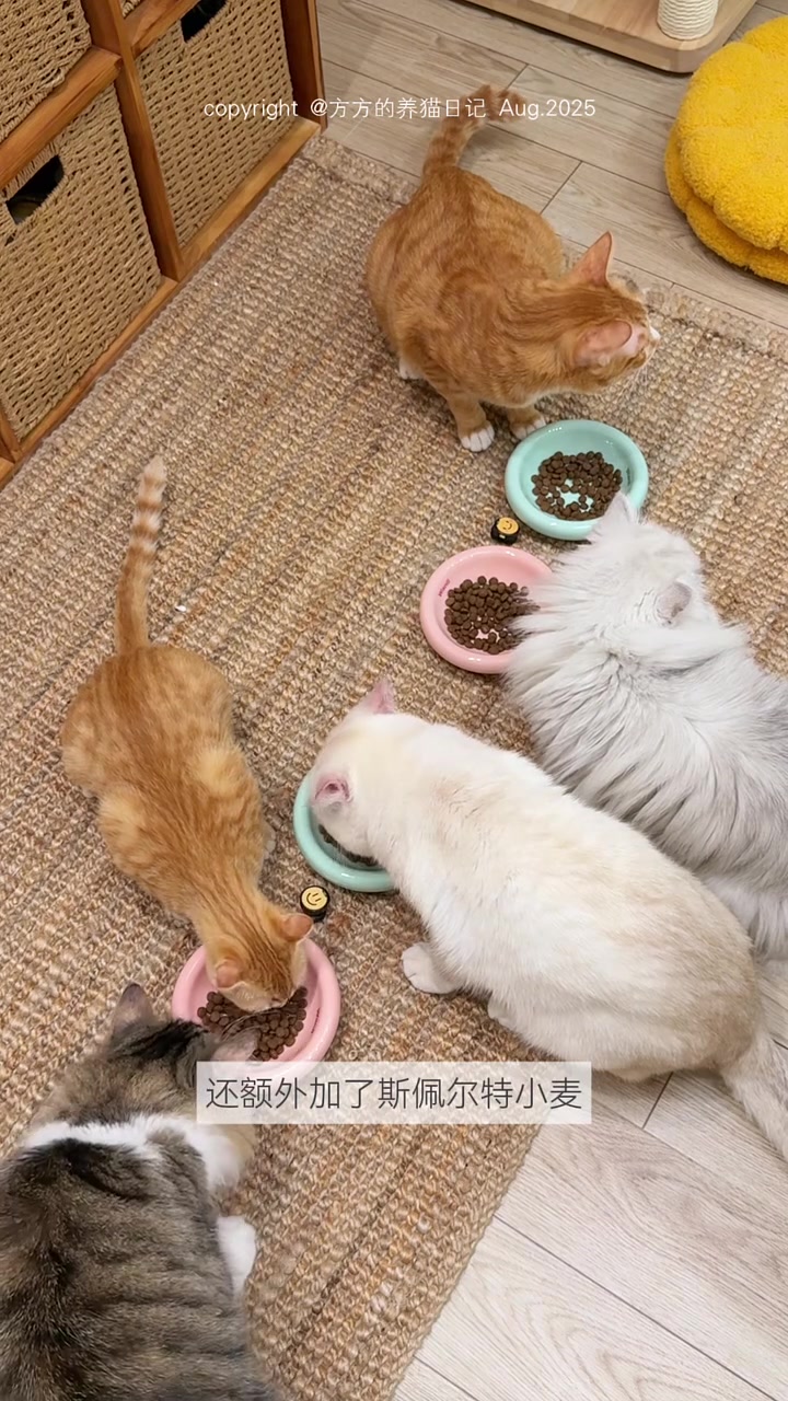 晚餐切根猪肉火腿吃