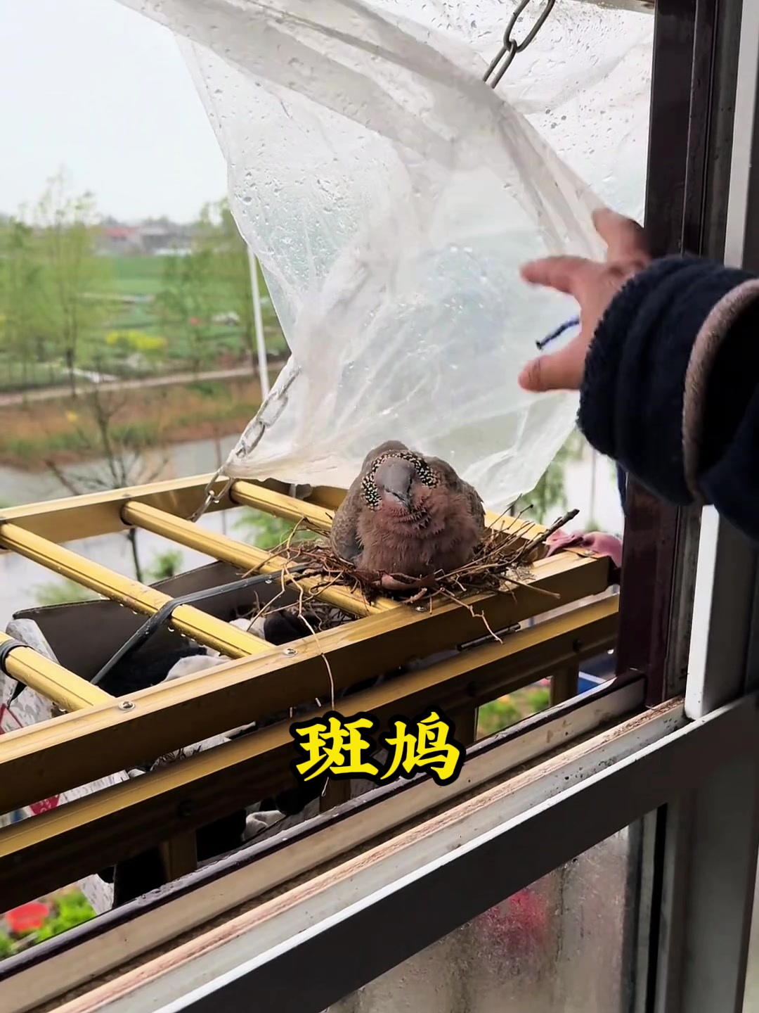 斑鸠来到女孩家筑巢下蛋,没想到给女孩带来了许多的欢声笑语